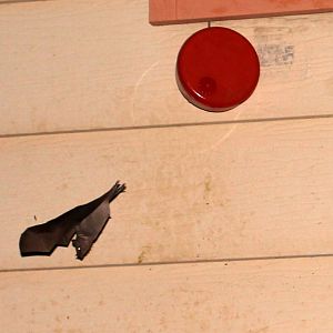 lesser long-nosed bat (Leptonycteris yerbabuenae)