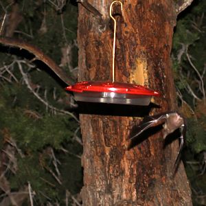 possible Mexican long-tongued bat (Choeronycteris mexicana)