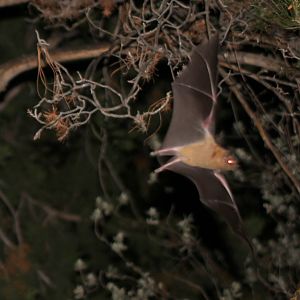 lesser long-nosed bat (Leptonycteris yerbabuenae)