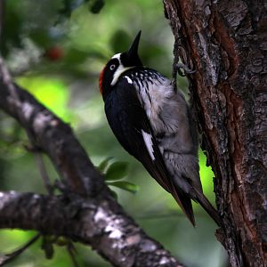Acorn Woodpecker (Melanerpes formicivorus)