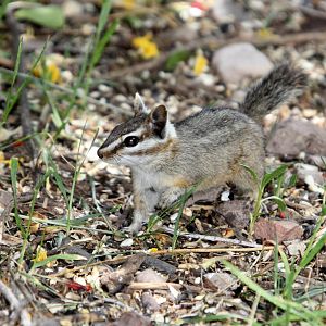 cliff chipmunk (Neotamias dorsalis)