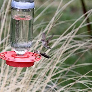 Costa's hummingbird (Calypte costae)