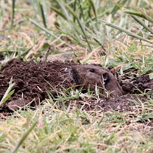 Botta's pocket gopher (Thomomys bottae)
