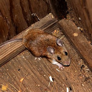 deer mouse (Peromyscus maniculatus)