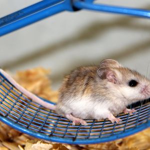 Perdido Key beach mouse (Peromyscus polionotus trissyllepsis)