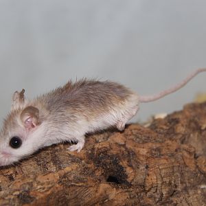 Perdido Key beach mouse (Peromyscus polionotus trissyllepsis)