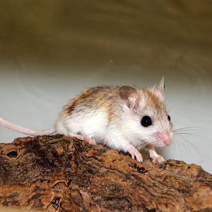 Perdido Key beach mouse (Peromyscus polionotus trissyllepsis)