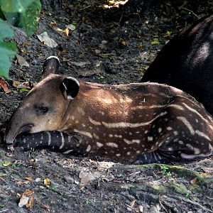 Baird's tapir (Tapirus bairdii) young