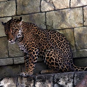jaguar (Panthera onca)
