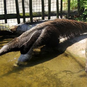 giant anteater (Myrmecophaga tridactyla)