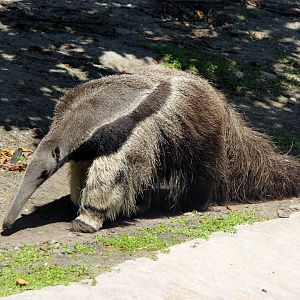 giant anteater (Myrmecophaga tridactyla)