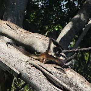 Geoffroy's spider monkey (Ateles geoffroyi)