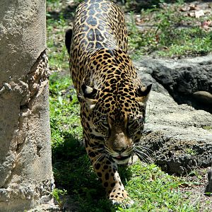 jaguar (Panthera onca)