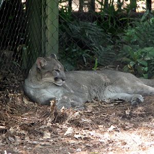 Florida Panther (Puma concolor coryi)