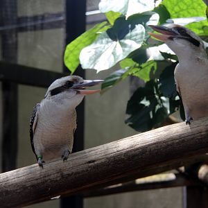 laughing kookaburra (Dacelo novaeguineae)