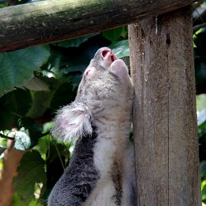 koala (Phascolarctos cinereus)