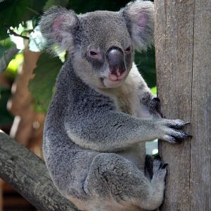 koala (Phascolarctos cinereus)