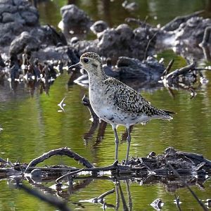Pacific Golden Plover