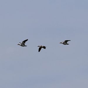 Radjah Shelducks