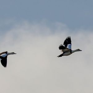 Radjah Shelducks