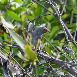 Red-headed Honeyeater female