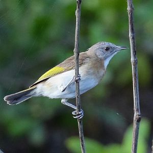 Rufous-banded Honeyeater