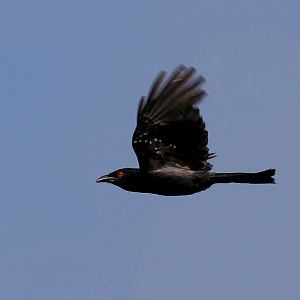 Spangled Drongo