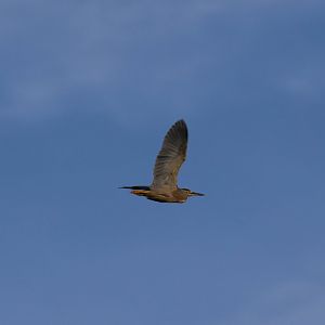 Striated Heron