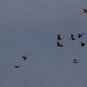 Torresian Imperial Pigeons at dawn