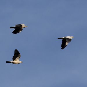 Torresian Imperial Pigeons