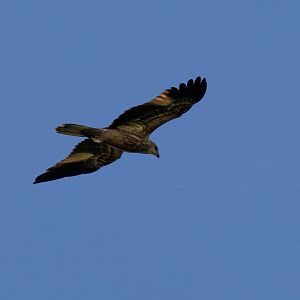 Whistling Kite