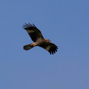 Whistling Kite