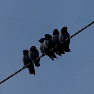 White-breasted Woodswallows at dawn