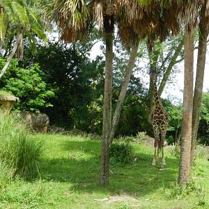Reticulated Giraffe (Giraffa camelopardalis reticulata) at Disney's Animal Kingdom Park