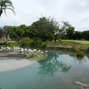 Greater Flamingo (Phoenicopterus roseus) at Disney's Animal Kingdom Park