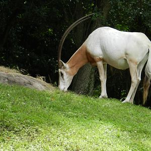 Scimitar-Horned Oryx (Oryx dammah) at Disney's Animal Kingdom Park