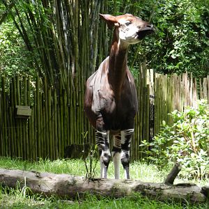 Okapi (Okapia johnstoni) at Disney's Animal Kingdom Park