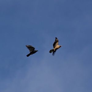Torresian Crow harassing Whistling Kite