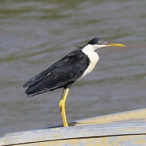 Pied Heron