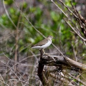 Common Sandpiper