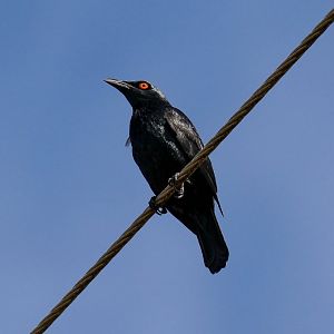 Singing Starling