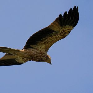 Whistling Kite