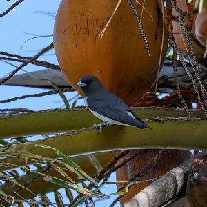 White-breasted Woodswallow