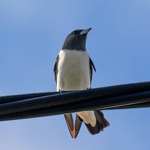 White-breasted Woodswallow