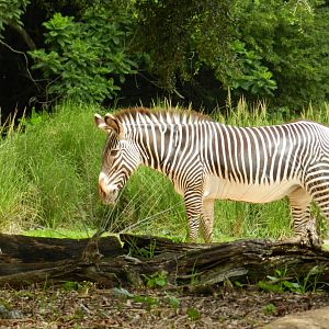 Grevy's Zebra (Equus grevyi) at Disney's Animal Kingdom Park
