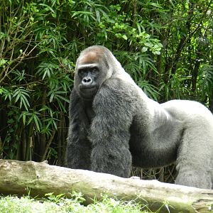 Western Lowland Gorilla (Gorilla gorilla gorilla) at Disney's Animal Kingdom Park