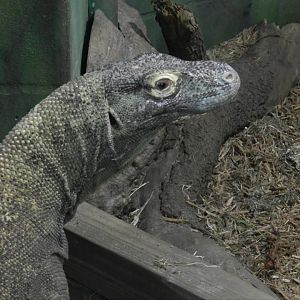 Komodo Dragon (Varanus komodoensis) at Disney's Animal Kingdom Park