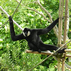 Northern White-Cheeked Gibbon (Nomascus leucogenys) at Disney's Animal Kingdom Park