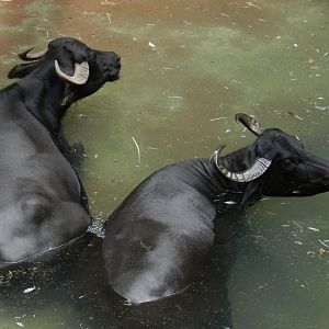Water Buffalo (Bubalus bubalis) at Disney's Animal Kingdom Park
