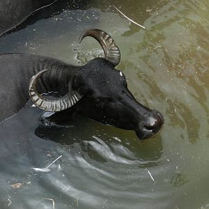 Water Buffalo (Bubalus bubalis) at Disney's Animal Kingdom Park